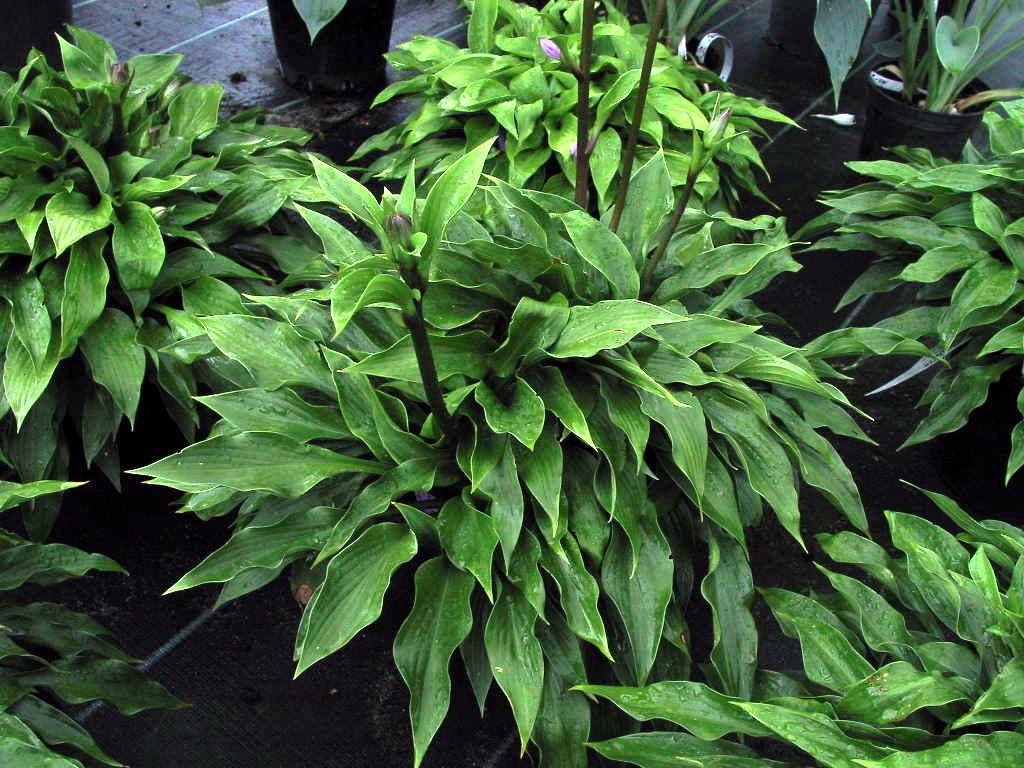 Hosta ventricosa Compacta 005.jpg